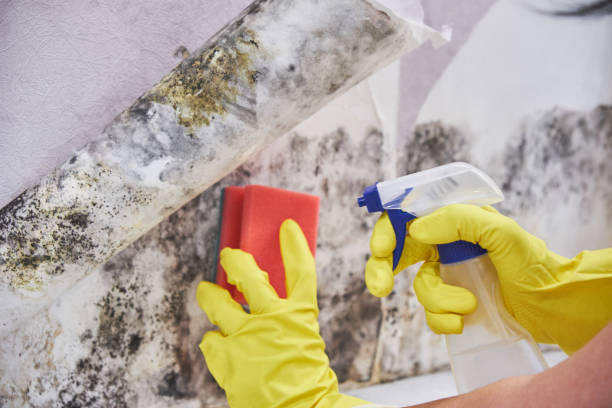 Best Emergency Mold Remediation  in Reedurban, OH